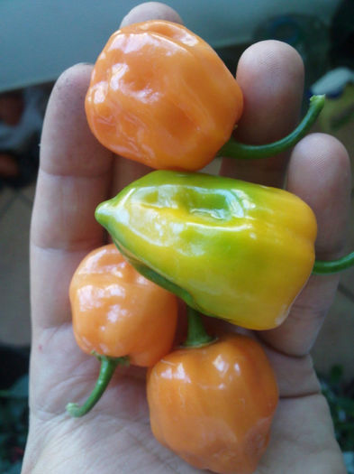 IMG1339 - Habanero Orange 2013