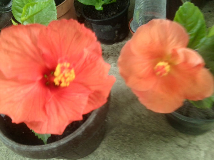 no namme55,vicky orange