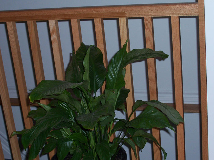 100_9988 - SPATHIPHYLLUM