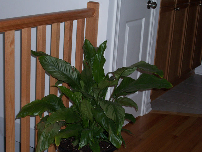 100_9994 - SPATHIPHYLLUM