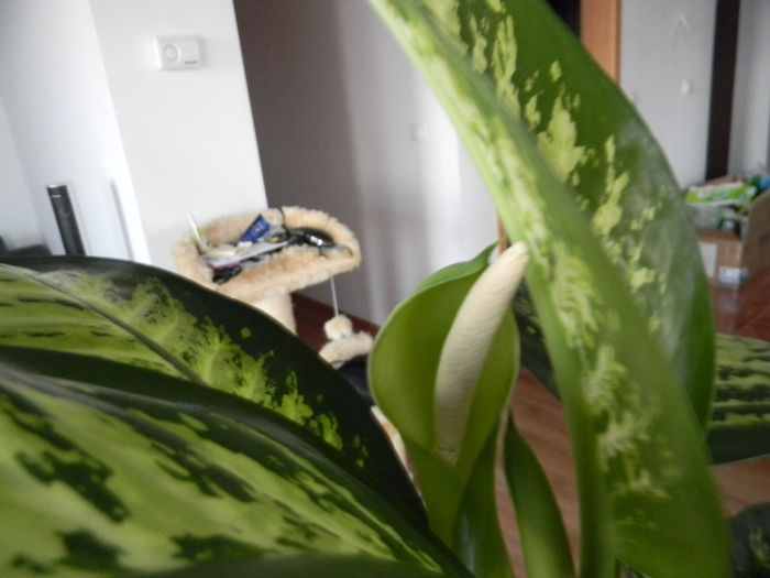 DSCN1229; DIEFFENBACHIA AMOENA - TROPIC SNOW - DETALIU FLOARE
