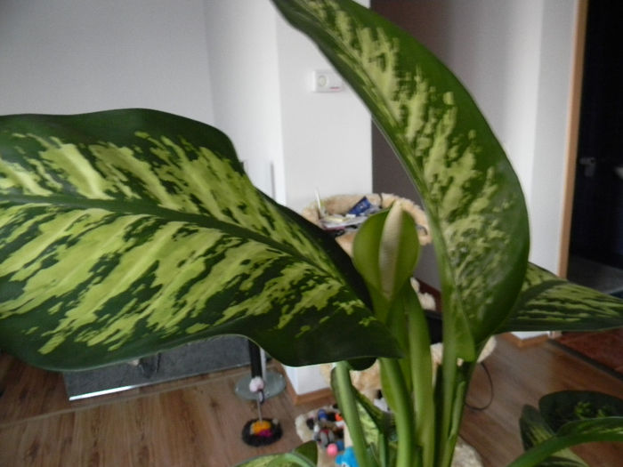 DSCN1231; DIEFFENBACHIA AMOENA - TROPIC SNOW - DETALIU FLOARE
