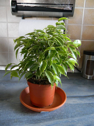 DSCN7099; FICUS KINKY PROASPAT ACHIZITIONAT

