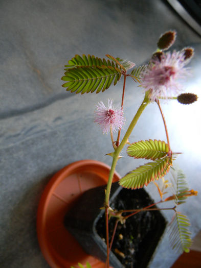 DSCN7226; MIMOZA PUDICA O FLOARE SUPERBA PRECUM DENUMIREA, LA ATINGEREA FRUNELOR ACESTEA SE PLIAZA AUTOMAT PENTRU O JUMATATE DE ORA SAU CHIAR O ORA. IAR LA LASAREA INTUNERICULUI INTREAGA RAMURA SE VA PLIA
