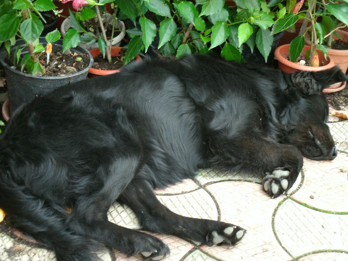 Dolly la umbra hibilicilor