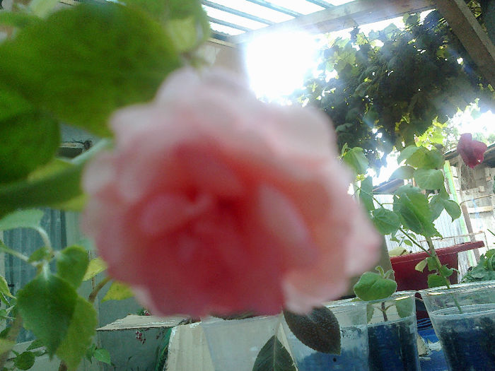 impatiens dublu roz - Multumesc DORINABALAS