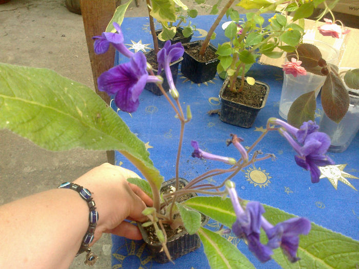 streptocarpus - Multumesc DORINABALAS