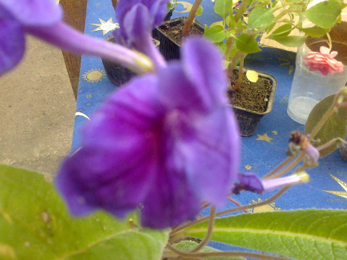 streptocarpus floare