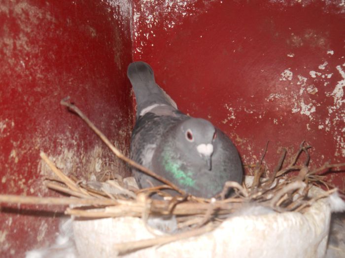 F-2011,norma DF,F.; F-2011-0389194
