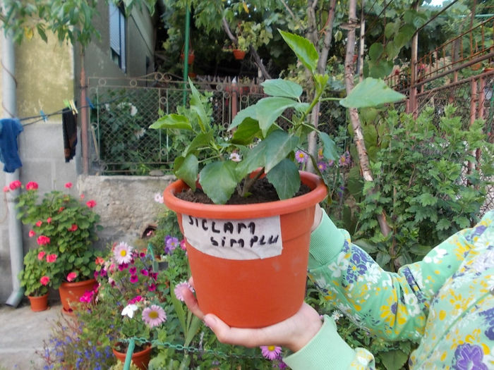 Hibiscus Siclam simplu