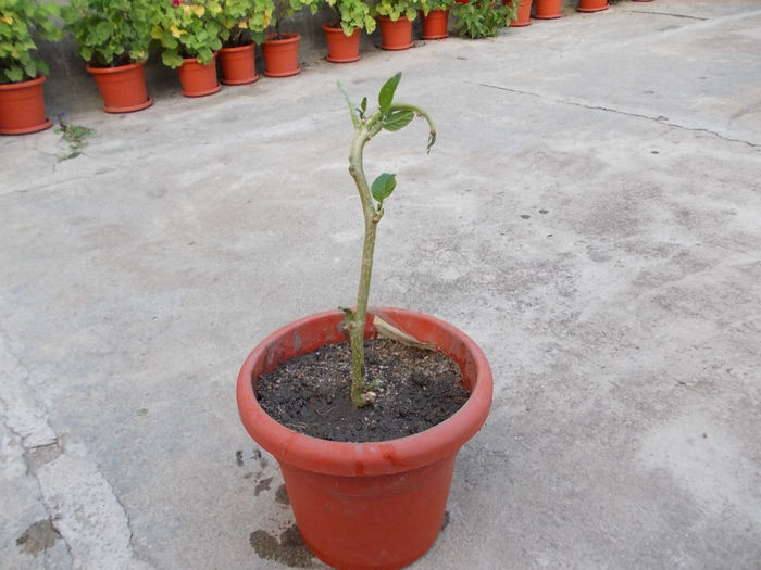 Brugmansia alba - Flori de la Usaghy32