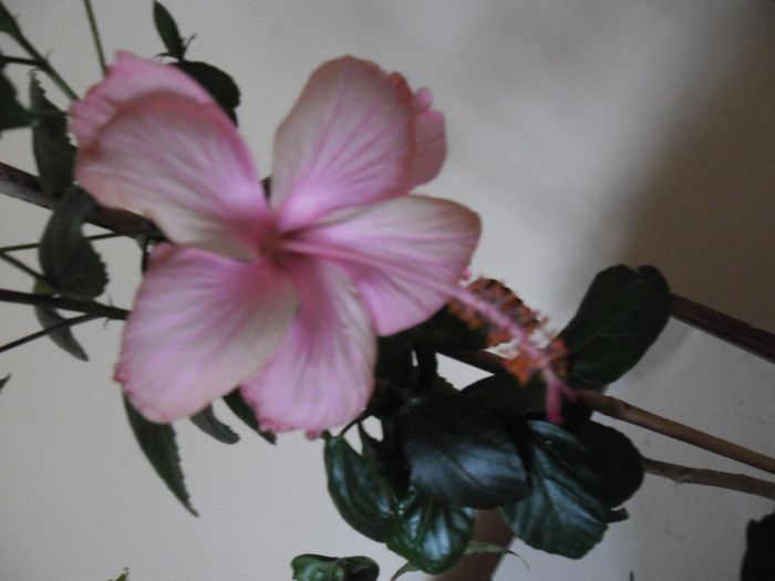 Dainty  Pink - Hibiscus 2013-3