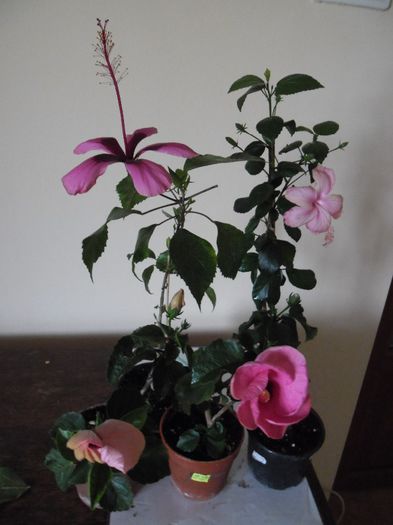 Azi -,,La vie en rose" - Hibiscus 2013-3