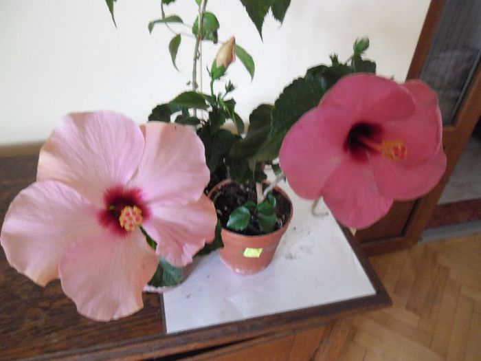 Stolen Kiss + Adonicus Pink - Hibiscus 2013-3