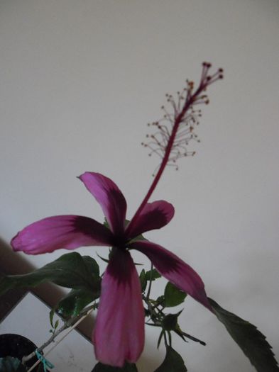 Fidjian Island - Hibiscus 2013-3