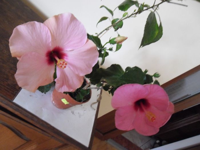 Stolen Kiss + Adonicus Pink - Hibiscus 2013-3
