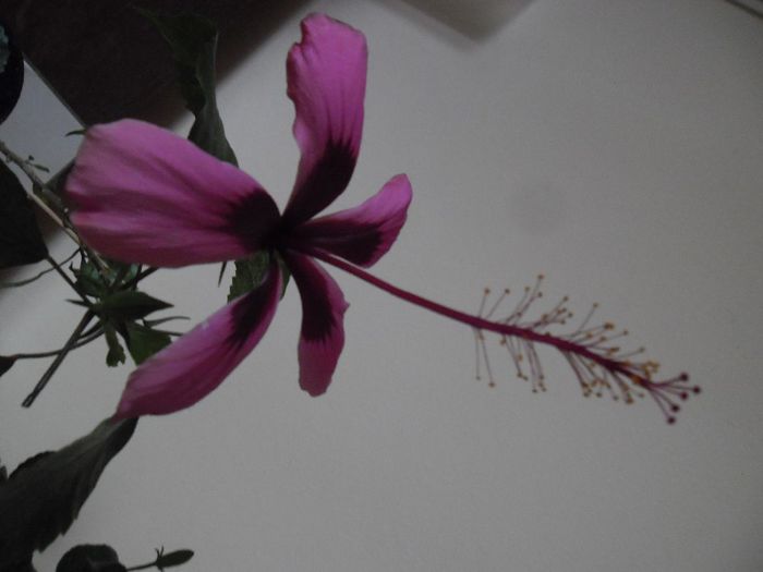 Fidjian Island - Hibiscus 2013-3