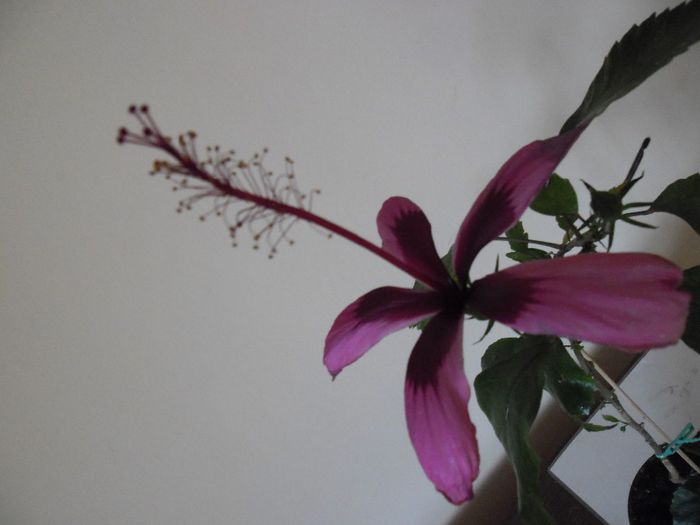 Fidjian Island - Hibiscus 2013-3