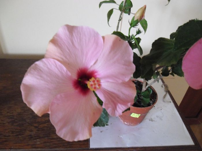 Stolen Kiss ( a inflorit roz) - Hibiscus 2013-3