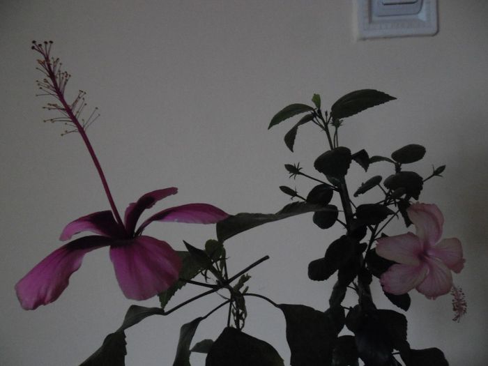 poze noi septembrie 158 - Hibiscus 2013-3