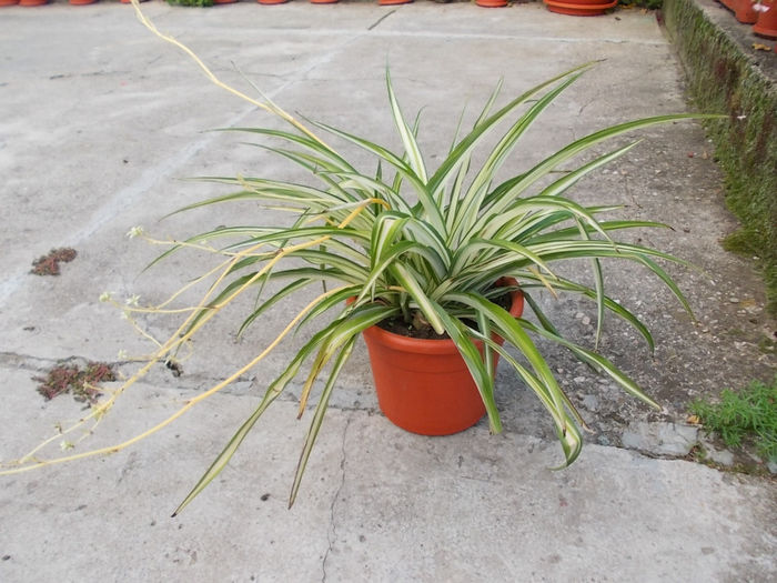 de la Oma Antonia - Flori din Austria