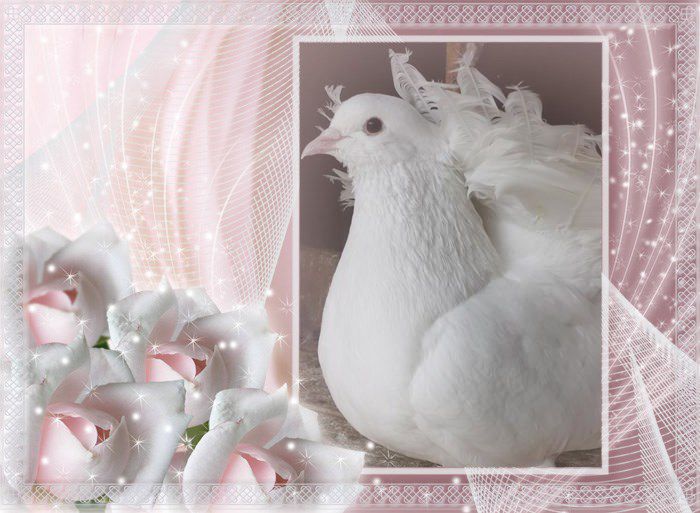 porumbel 1 - Porumbei albi pentru nunti