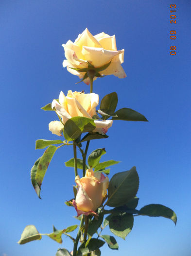 Versilia - Trandafiri