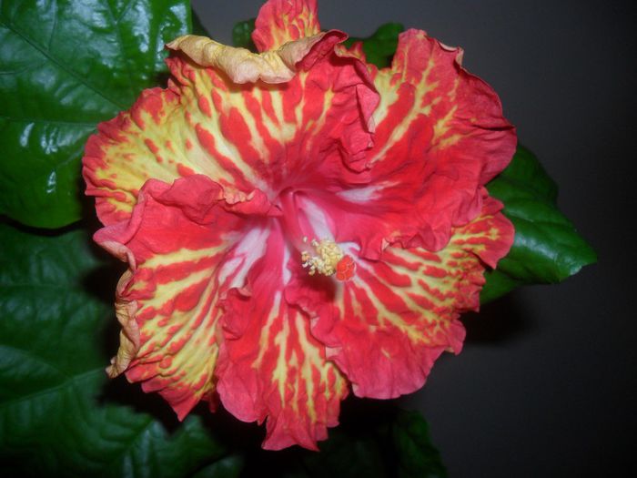 Sun Shower - Hibiscus 2013-3