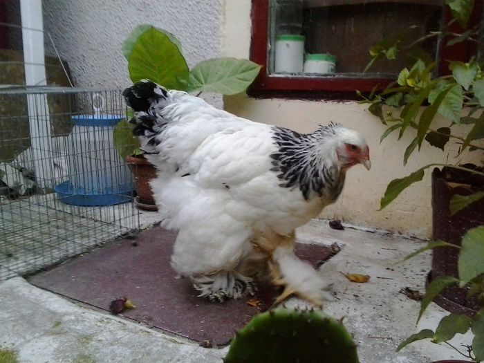 Gaina 2012, mama puicilor; Gaina 2012, mama puicilor
