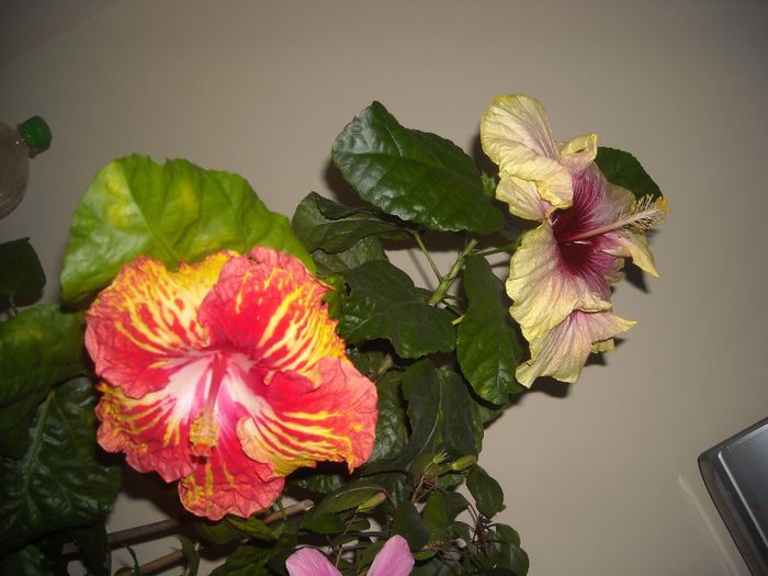 Sun Shower + Tahitian Quinn