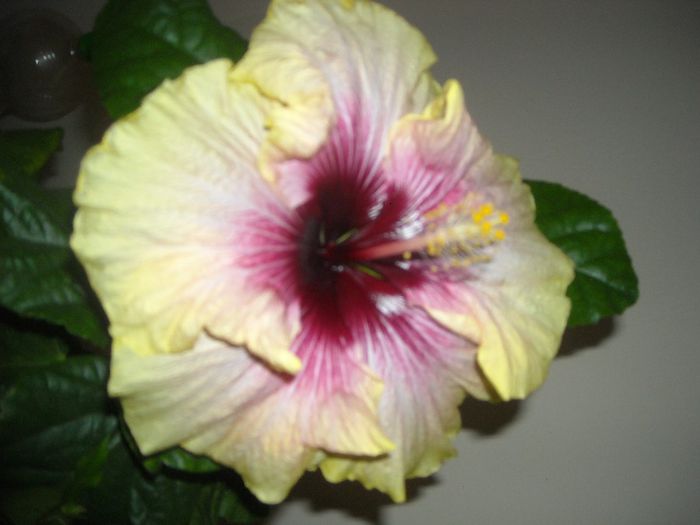 Tahitian Quinn - Hibiscus 2013-3