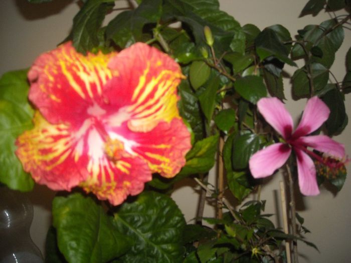 Sun Shower + Fidjian Island