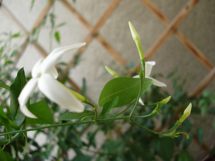 DSC05459 - Jasminum