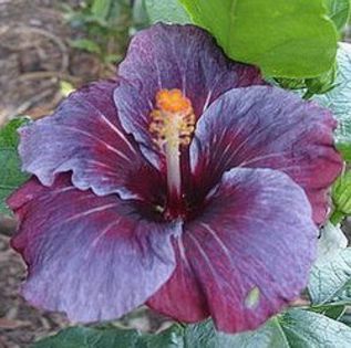 Moorea Aroha Belle Fille - SEMINTE DE HIBISCUS TROPICAL o noua transa SEPTEMBRIE 2013 - STOC LIMITAT  terminate VA URMA