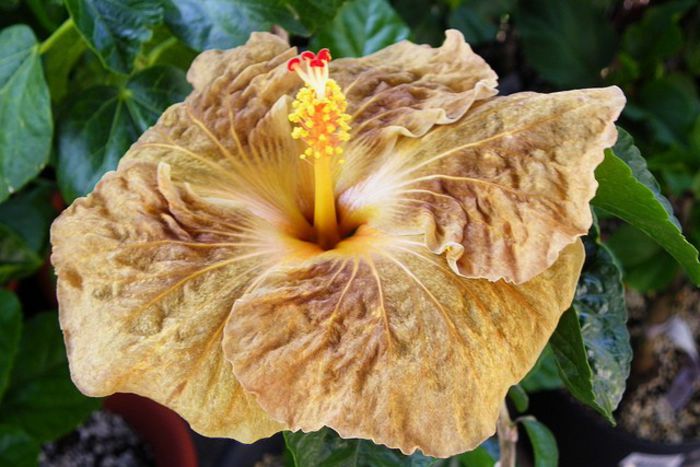 topaz glory hibi - SEMINTE DE HIBISCUS TROPICAL o noua transa SEPTEMBRIE 2013 - STOC LIMITAT  terminate VA URMA