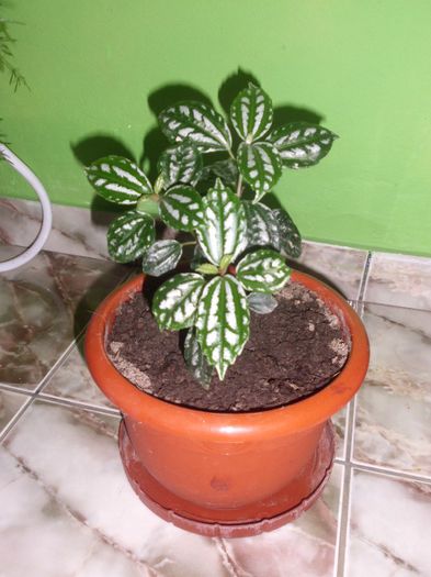 IMG_4530 - ACHIZITII 2013