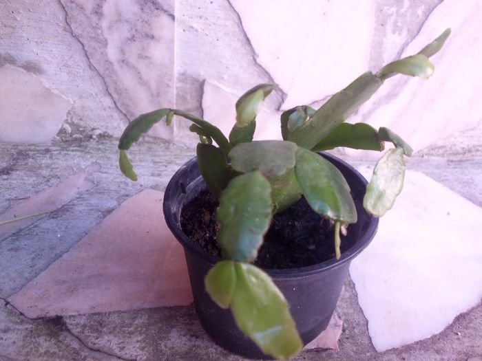 IMG_4540 - ACHIZITII 2013