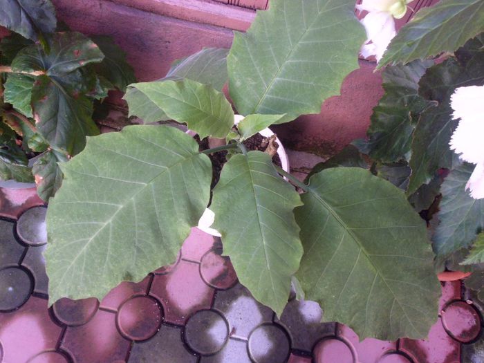 IMG_4543 - ACHIZITII 2013