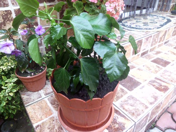 PRIMIT DE LA IUBY IERI