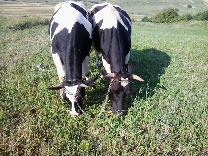 juninca stanga vaca in dreapta - Vacile mele holstein la pascut