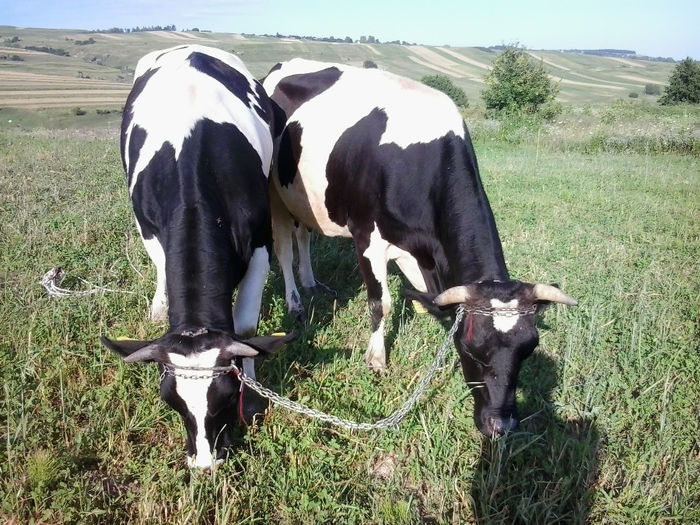 juninca 1.3 ani vaca 3 ani - Vacile mele holstein la pascut