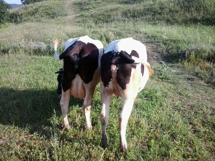 vaca stanga juninca in dreapta - Vacile mele holstein la pascut