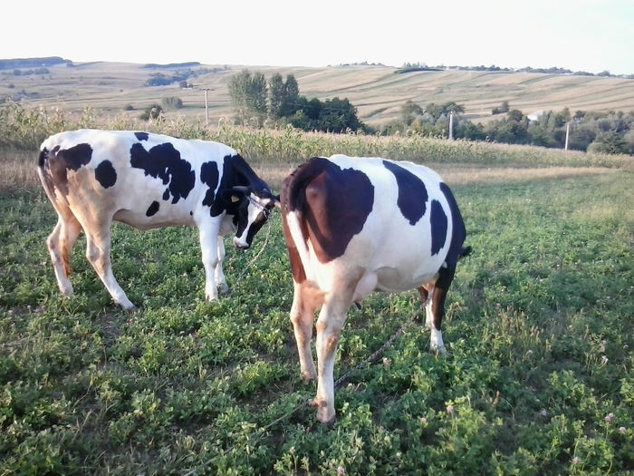 fetele mele - Vacile mele holstein la pascut