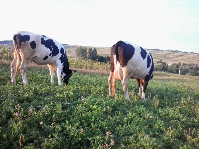 2013-08-31 18.58.07 - Vacile mele holstein la pascut