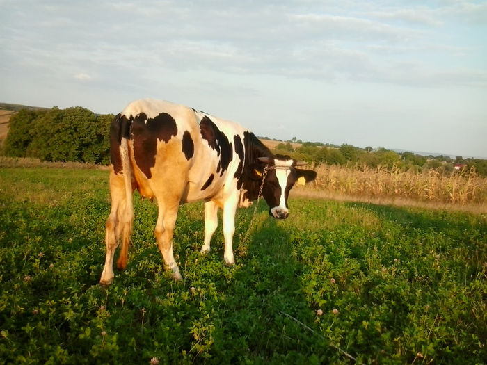 juninca gestanta in 6 luni in poze