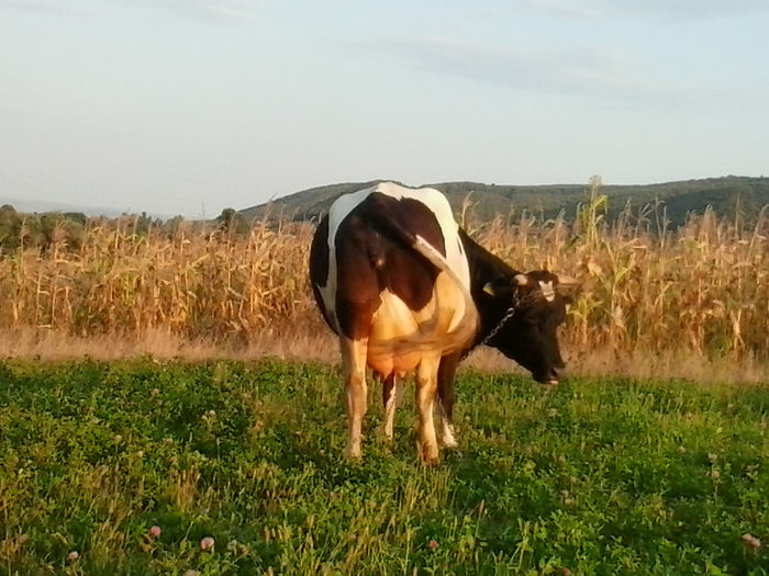 2013-08-31 18.58.46 - Vacile mele holstein la pascut