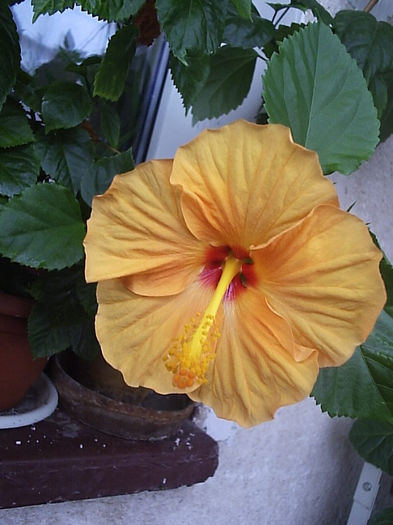 12.09.2013 - Hibiscus 2013