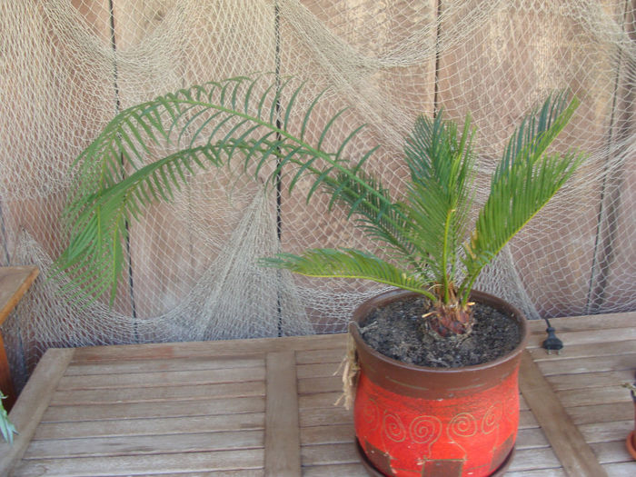 Cycas...cat mi l-am dorit...