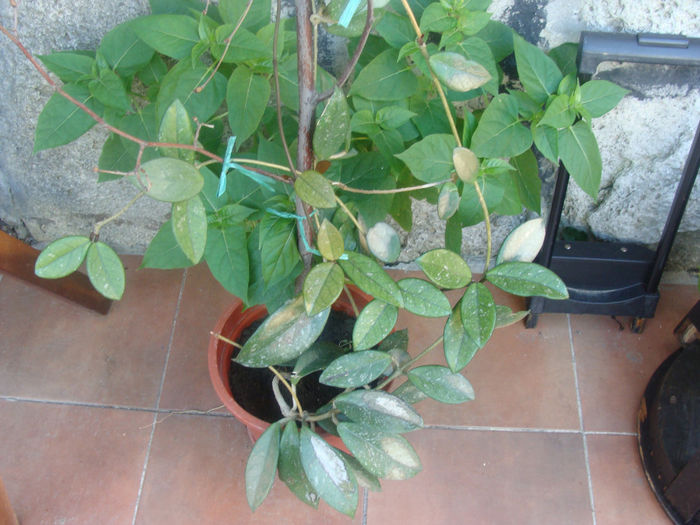 Hoya de D-na Liciu