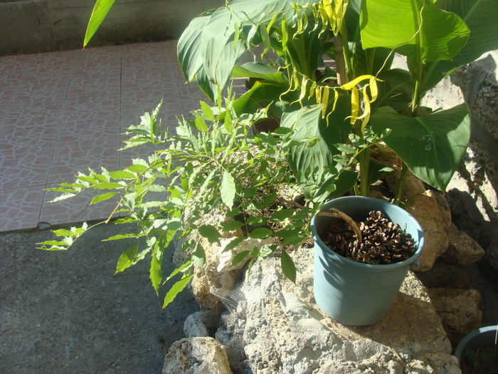 Wisteria sinensis